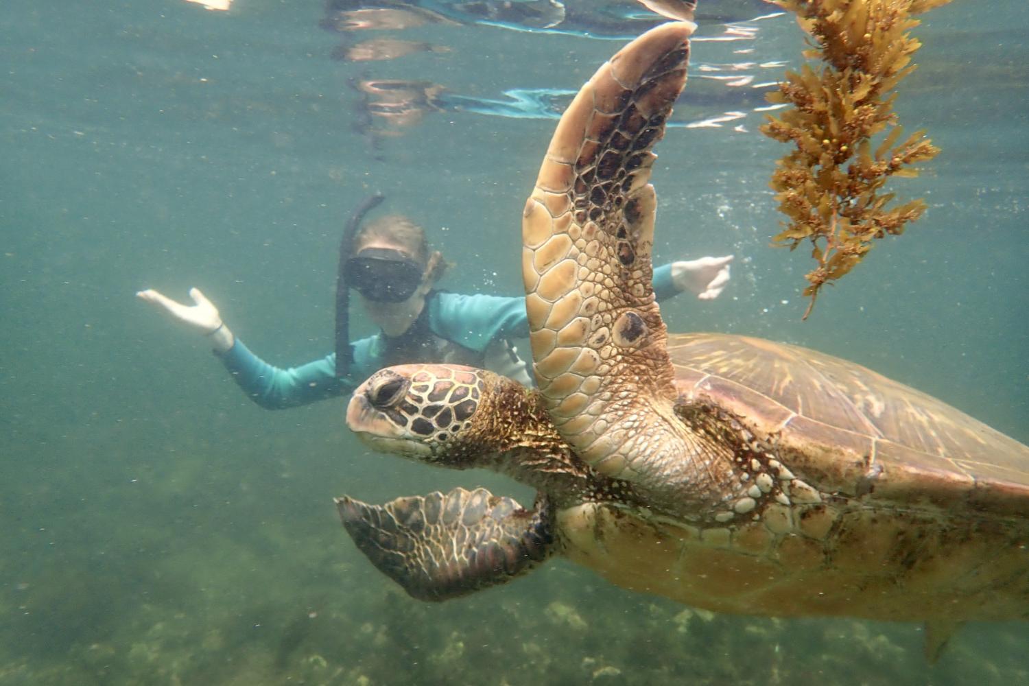 一名<a href='http://xgp3.ngskmc-eis.net'>全球十大赌钱排行app</a>学生在Galápagos群岛游学途中与一只巨龟游泳.